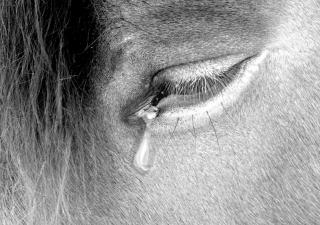 Horse crying