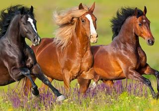 Horses running in meadow