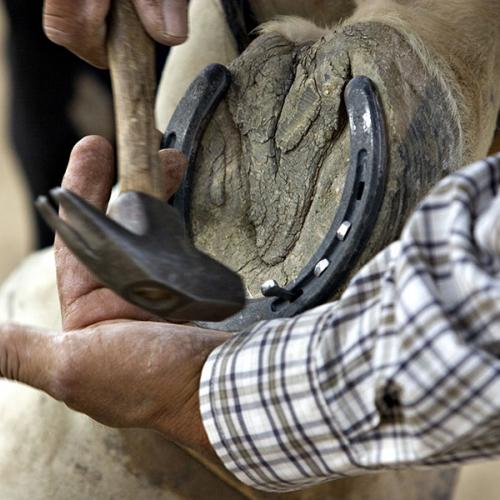 Farrier Visit