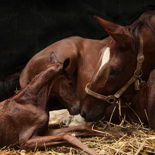 Foal and mare