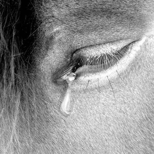 Horse crying