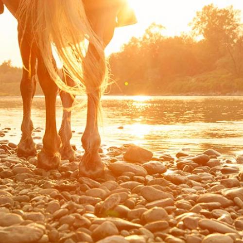Horse walking by river