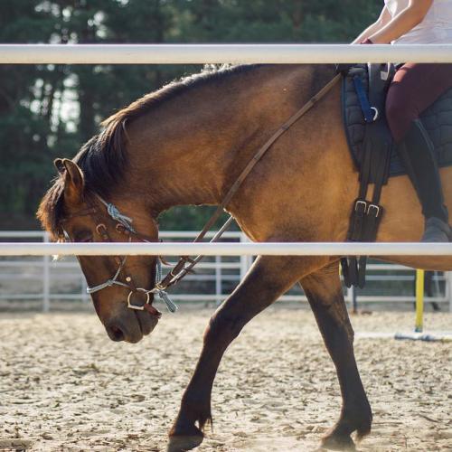 Horse training