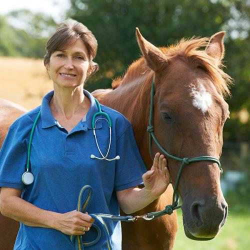 Veterinary Visit